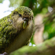 The flightless night parrot.